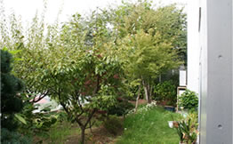 庭仕事風雅　庭木の移植と剪定、庭の芝張り、菜園コーナー作り例　ビフォア
