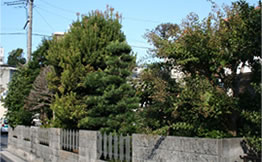 庭木生垣の剪定　一年に一度の庭木生垣メンテナンス